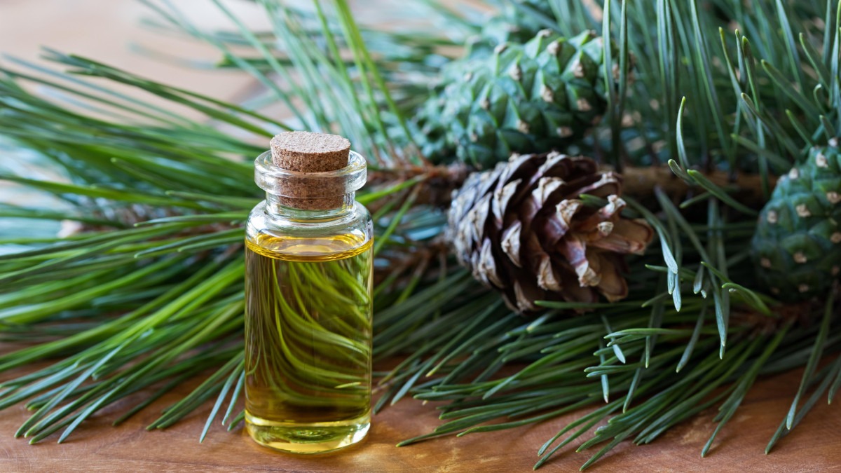 huile essentielle cedre de l atlas huile essentielle cedre de l atlas