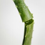 aloe-vera-bienfaits