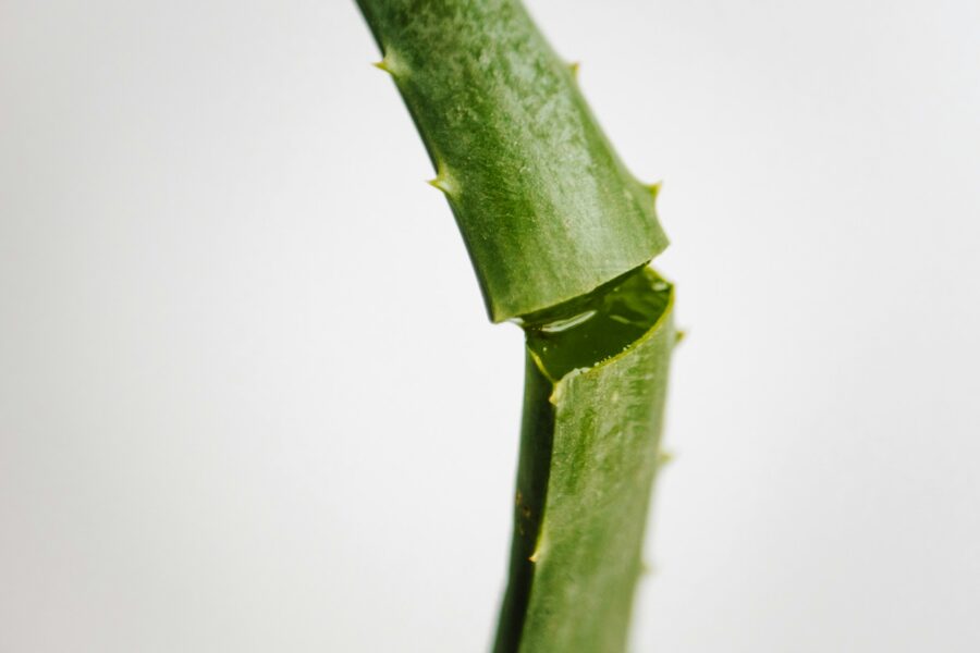 aloe-vera-bienfaits