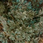 artemisia-bienfaits