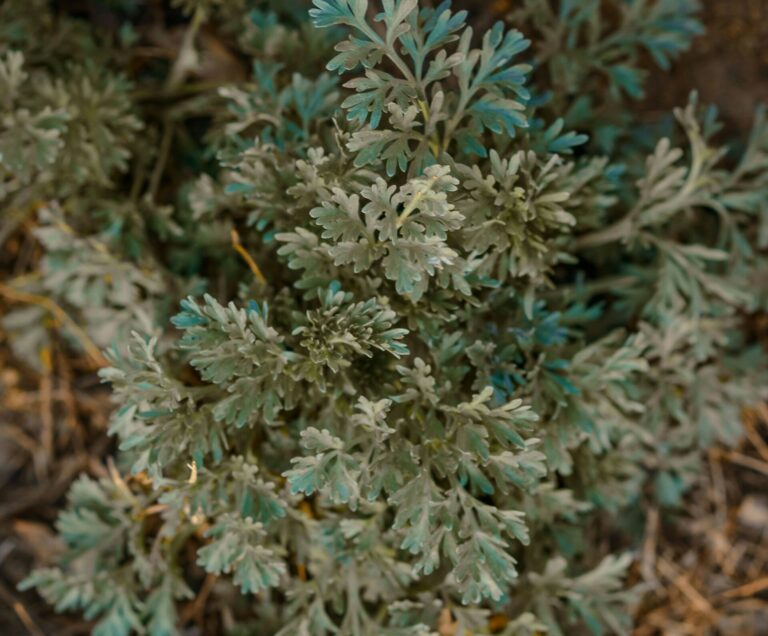 artemisia-bienfaits