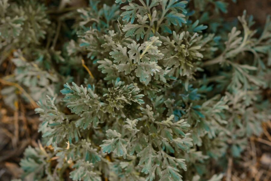 artemisia-bienfaits