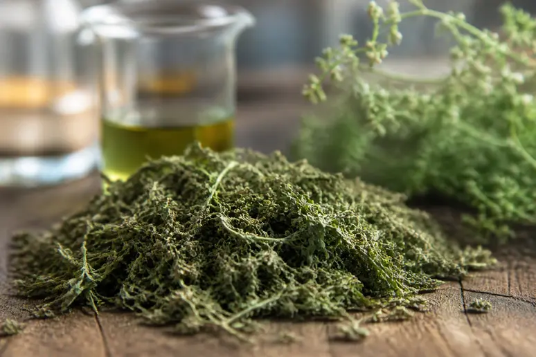 Feuilles séchées d'artemisia annua, révélant les bienfaits de cette plante ancestrale pour la santé.