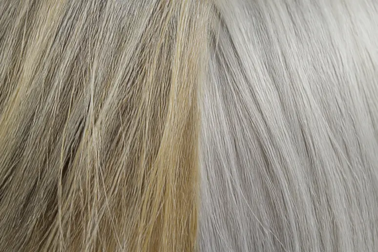Comparaison entre cheveux gris jaunis et cheveux gris lumineux, montrant le contraste visuel.