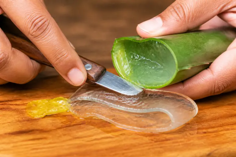 Séparation minutieuse de la pulpe et de la sève jaune d'une feuille d'aloe vera fraîche